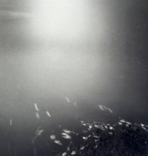 Load image into Gallery viewer, Blackwater at Disputanta Print Sally Mann