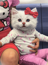 Load image into Gallery viewer, Hello Kitten Print Matthew Grabelsky