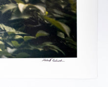 Load image into Gallery viewer, Japanese Garden (Large Format Photo Print) Print Robert Edward
